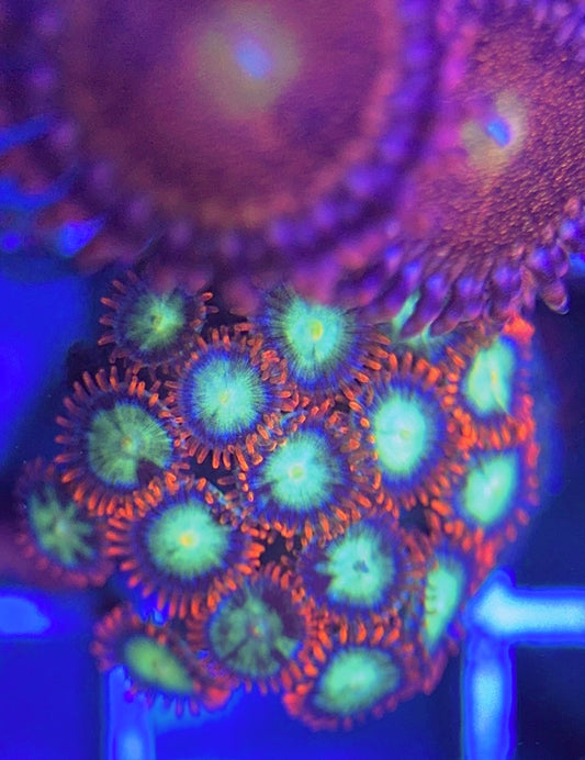 Aquacultured Zoanthids/Playthoa AZP031308 WYSIWYG