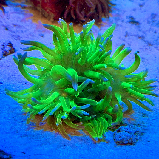 Neon Green Long Tentacle Anemone Size: M WYSIWYG GLT010301