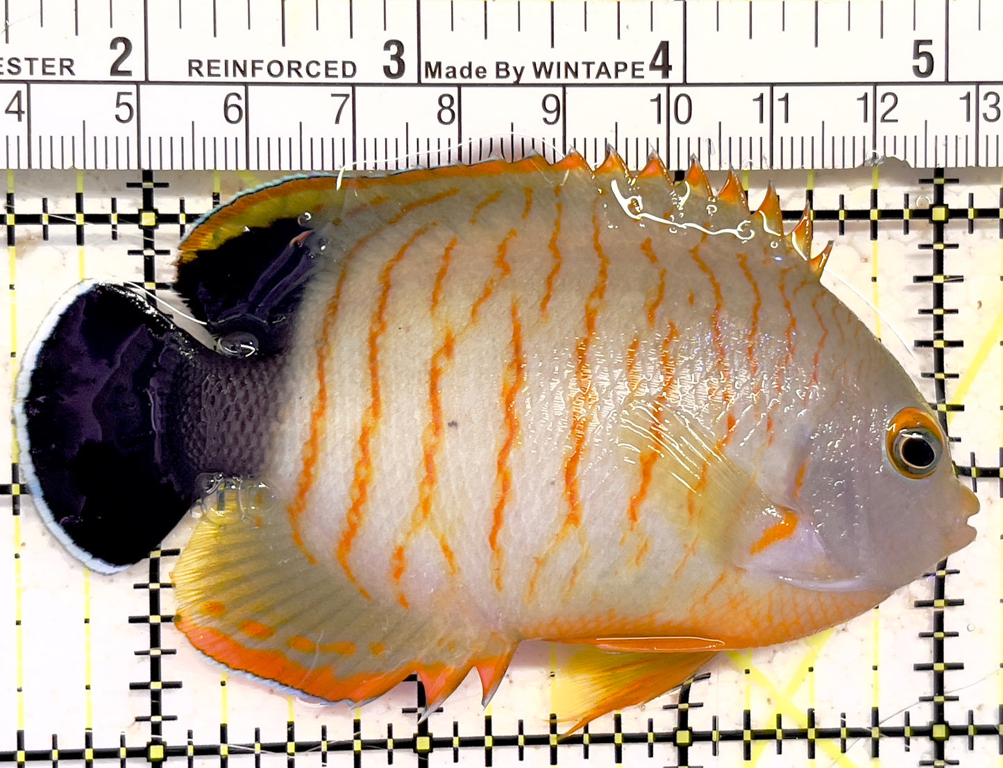 Eibli Angelfish EA030201 WYSIWYG Size: L 3.75" approx