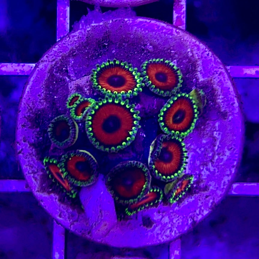 Aussie Ultra Zoa WYSIWYG AUZ010328 Size: 1.5" Frag Aprox