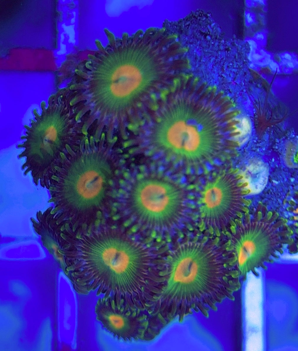 Aquacultured Zoanthids/Playthoa AZP031307 WYSIWYG