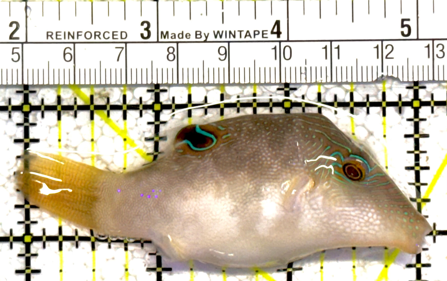 Sharpnose Toby Pufferfish STP030402 WYSIWYG Size: M 3" approx