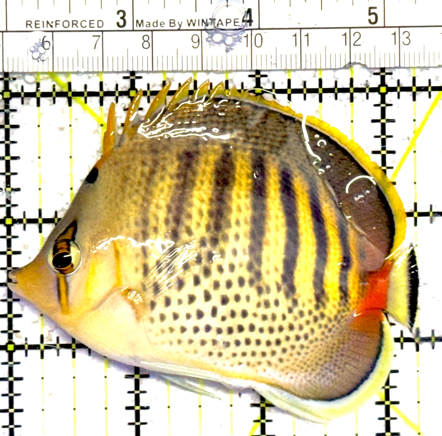 Punctato Butterflyfish PB030301 WYSIWYG Size: M 3.25” approx