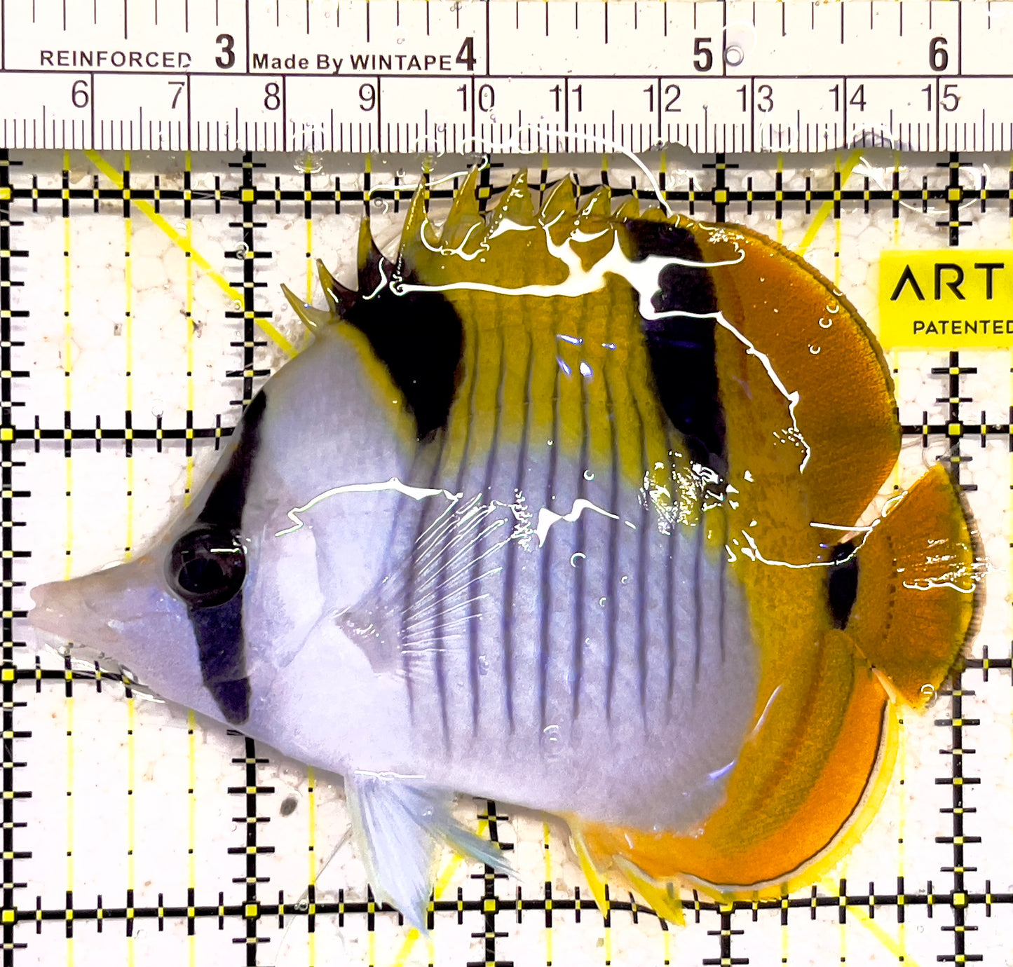 Blackwedged Butterflyfish BB030401 WYSIWYG Size: L 4" approx