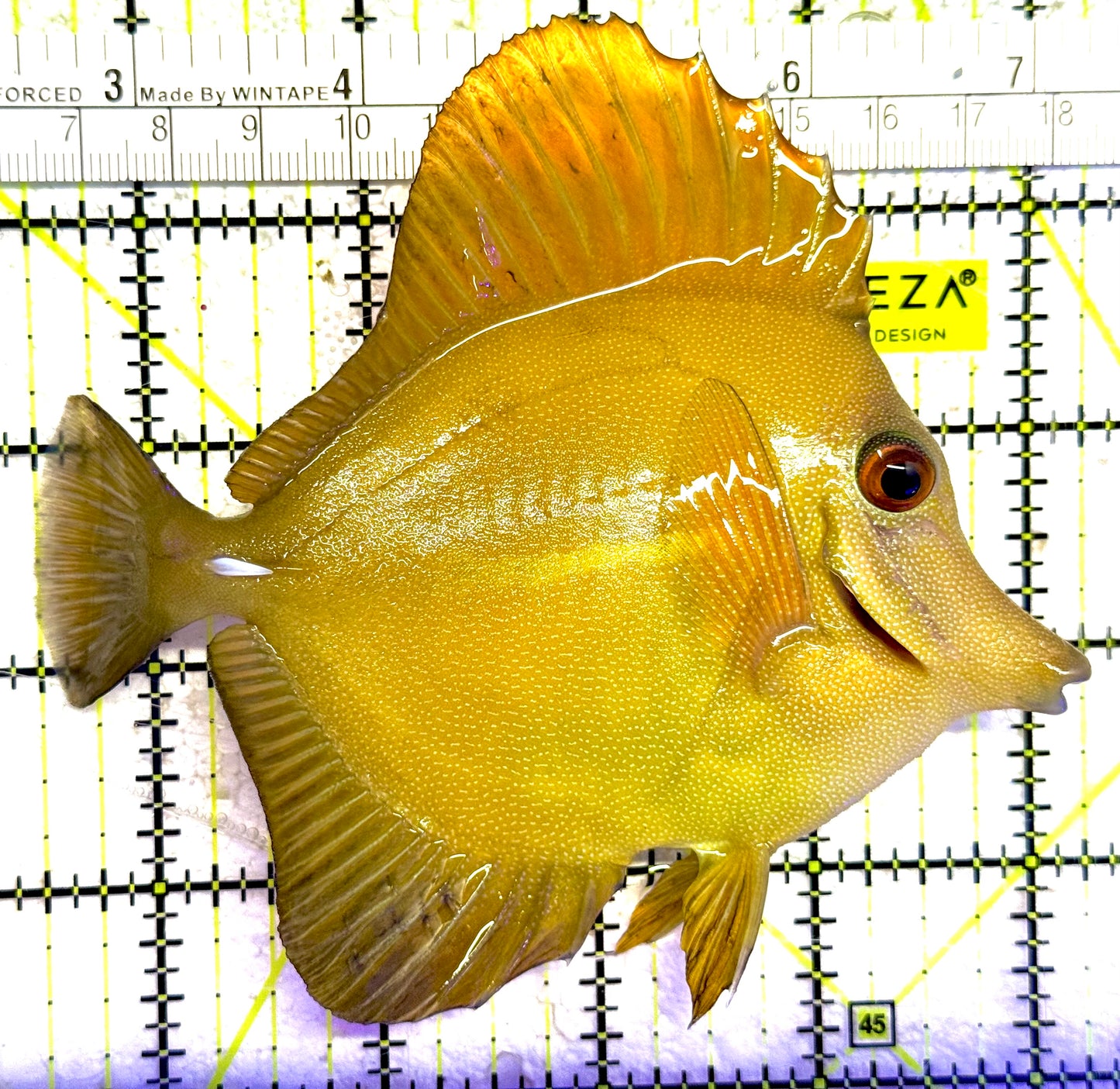 Rare Hybrid Hawaiian Tang RHHT030201 WYSIWYG Size: XXL 5"approx