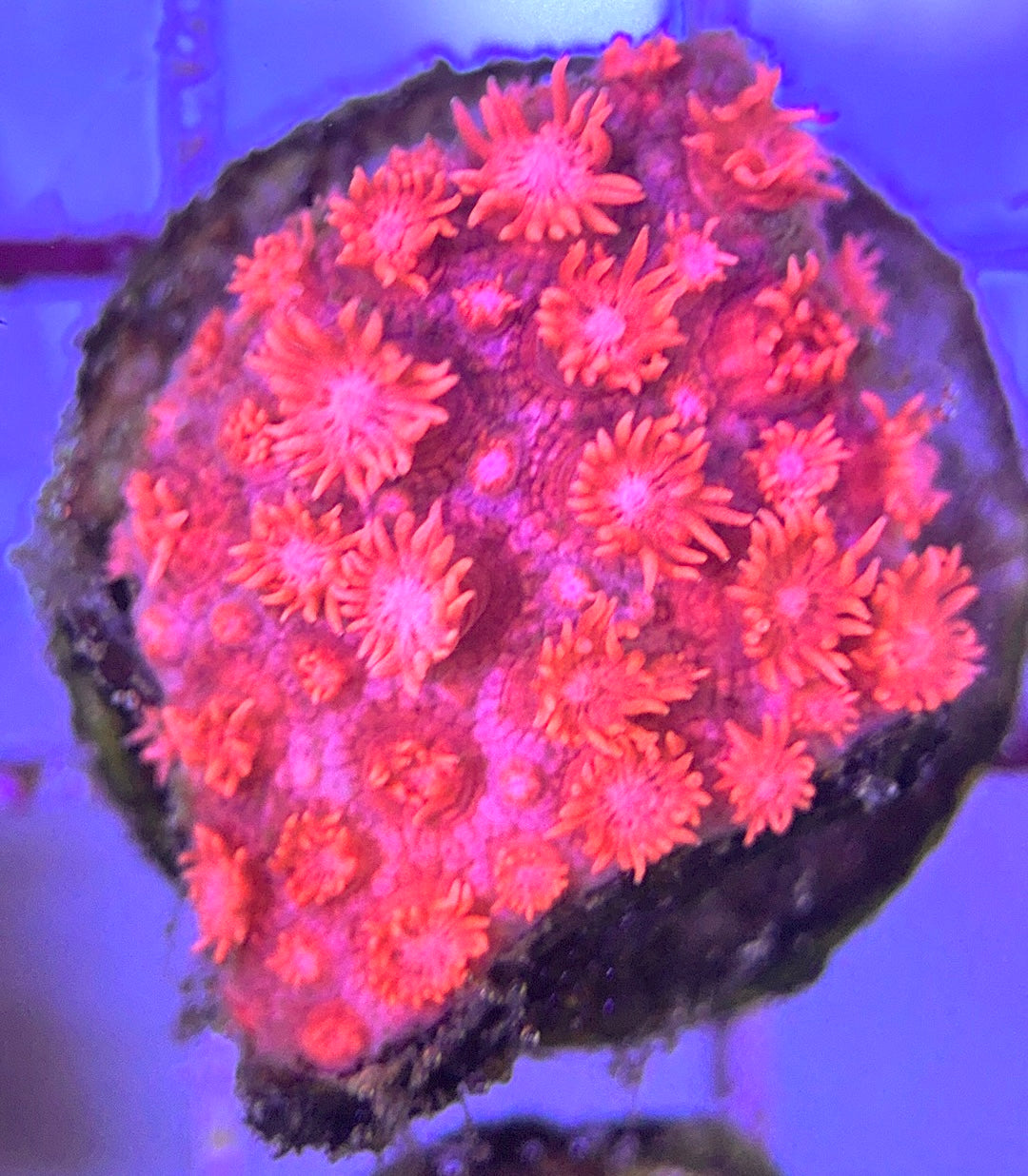 Pink Goniopora Coral (Cultured) PGC031107 WYSIWYG