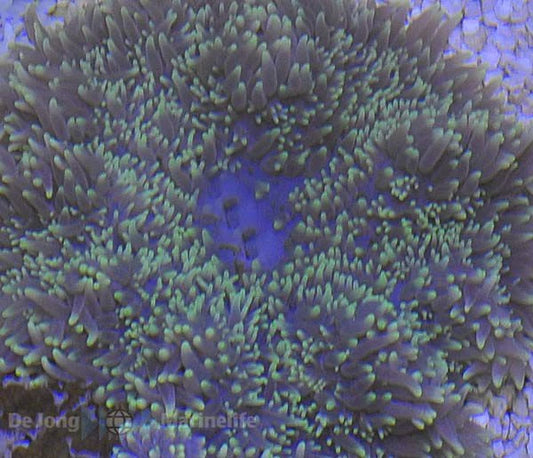 Neon Sand Anemone Size: XXL/SHOW 10" and Above