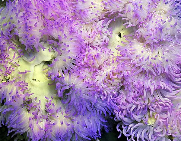 Neon Sand Anemone Size: XXL/SHOW 10" and Above