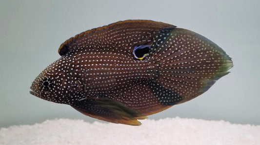 Rare Argus Marine Betta (fine Spotted species) Size: M 3" to 3.5"