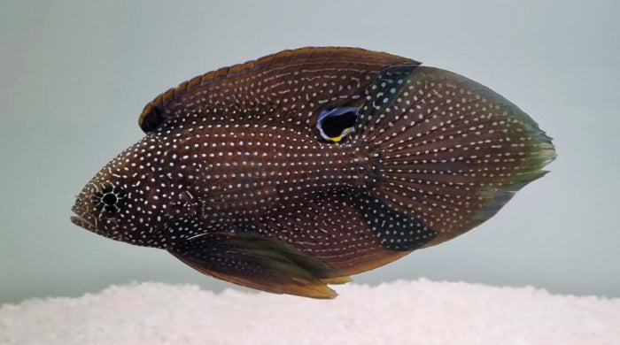 Rare Argus Marine Betta (fine Spotted species) Size: L 2.5" to 3"