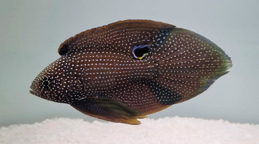 Rare Argus Marine Betta (fine Spotted species) Size: SHOW  5" and Above