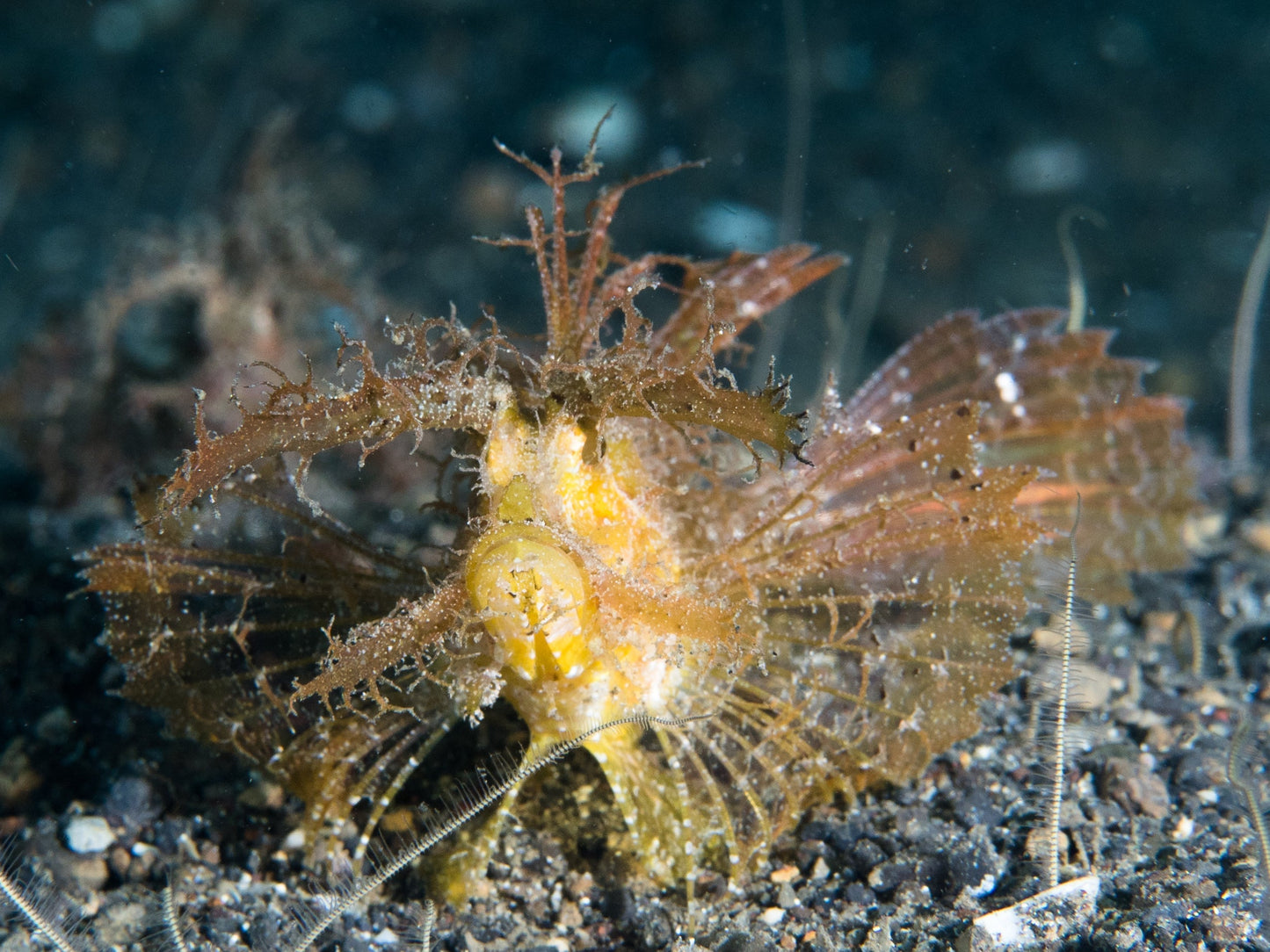 Scorpion Fish Size: L 2.5" to 4"