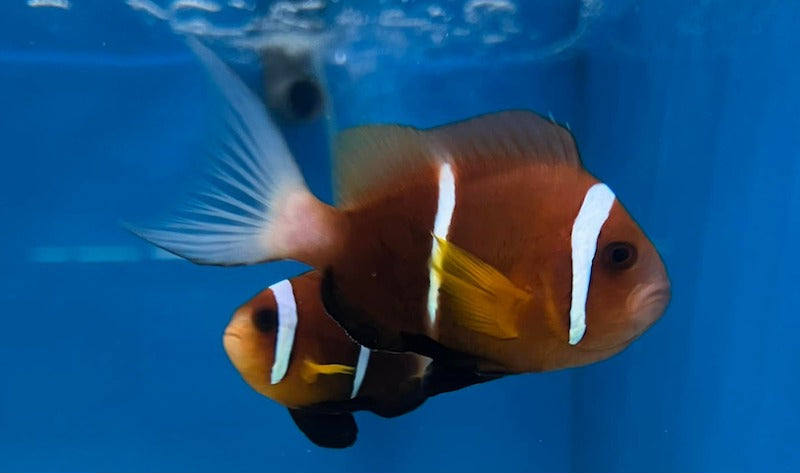 Rare Oman Clownfish Size: ML 2.5" to 3" Grade A