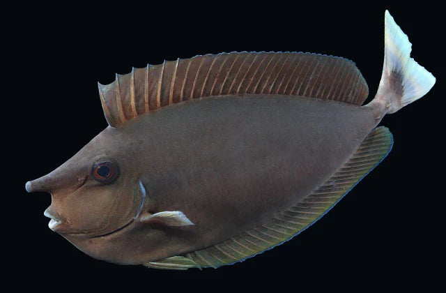 Longnose Spotted Unicorn Tang Size: L 6" to 7"