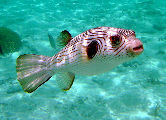 Lined Pufferfish Size: L 4" to 5"