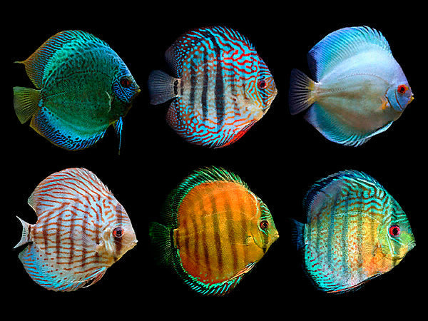 Discus Assorted (Maldives) Size: L 3" to 4"