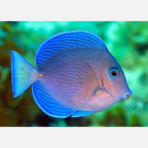 Atlantic Blue Tang - Violet Aquarium