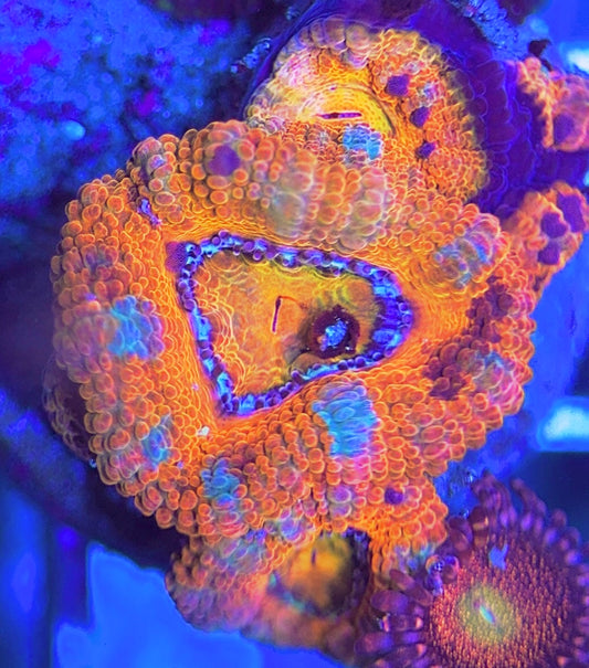 Aussie Acan Lordhowensis AAL031305 WYSIWYG