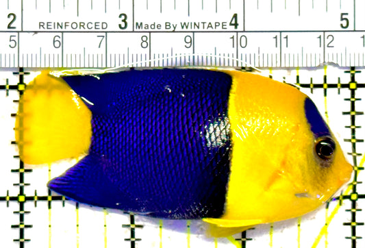 Bicolor Angelfish BA030201 WYSIWYG Size: XL 3"approx