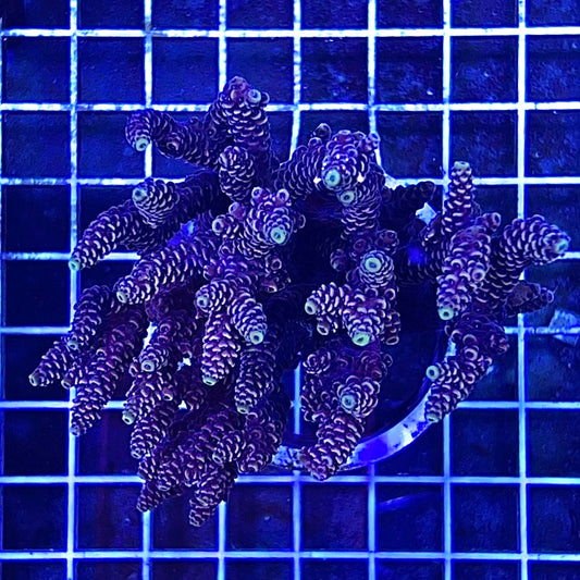 Aussie Ultra Hot Acropora Millepora Mother Colony WYSIWYG AMMC111210