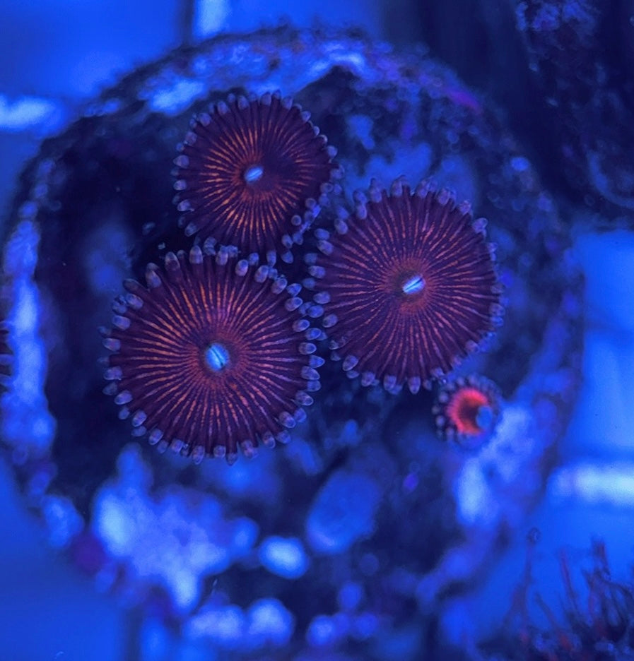 Aquacultured Zoanthids/Playthoa AZP031622 WYSIWYG