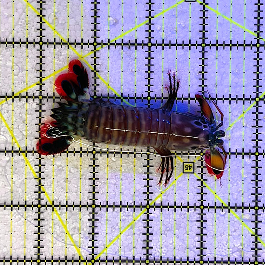 Mantis Shrimp Size: L 3.25" WYSIWYG MTS112302