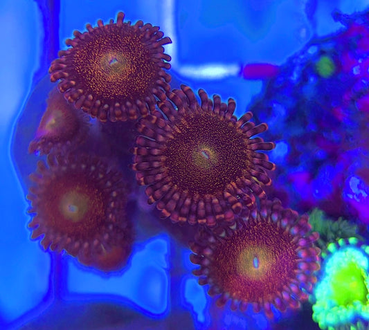 Aquacultured Zoanthids/Playthoa AZP031301 WYSIWYG