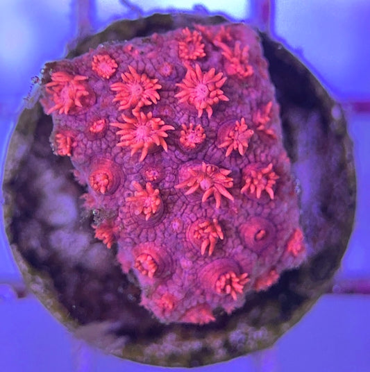 Pink Goniopora Coral (Cultured) PGC031105 WYSIWYG