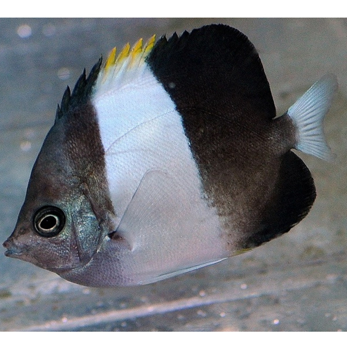 Black Zoster Butterflyfish - Violet Aquarium