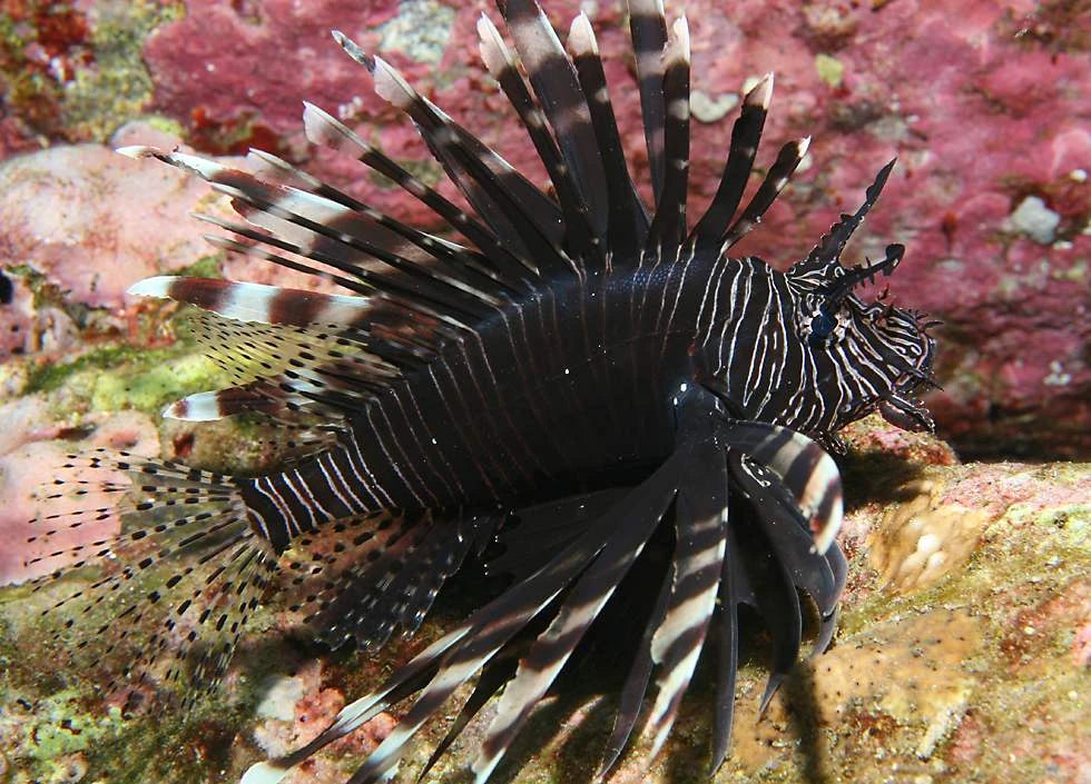 Black Volitan Lionfish Size: M 2.5" to 3.5"