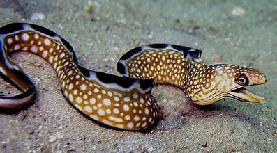 Black Edge Moray Eel Size: Tiny Less than 8"