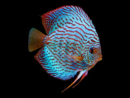 Discus Blue Turquoise Size: 4" to 5"