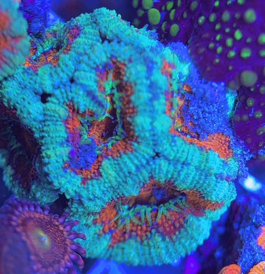 Aussie Acan Lordhowensis AAL031308 WYSIWYG