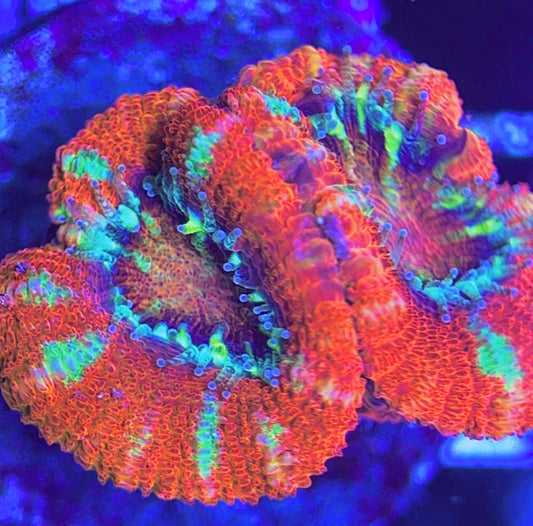 Aussie Acan Lordhowensis AAL031304 WYSIWYG