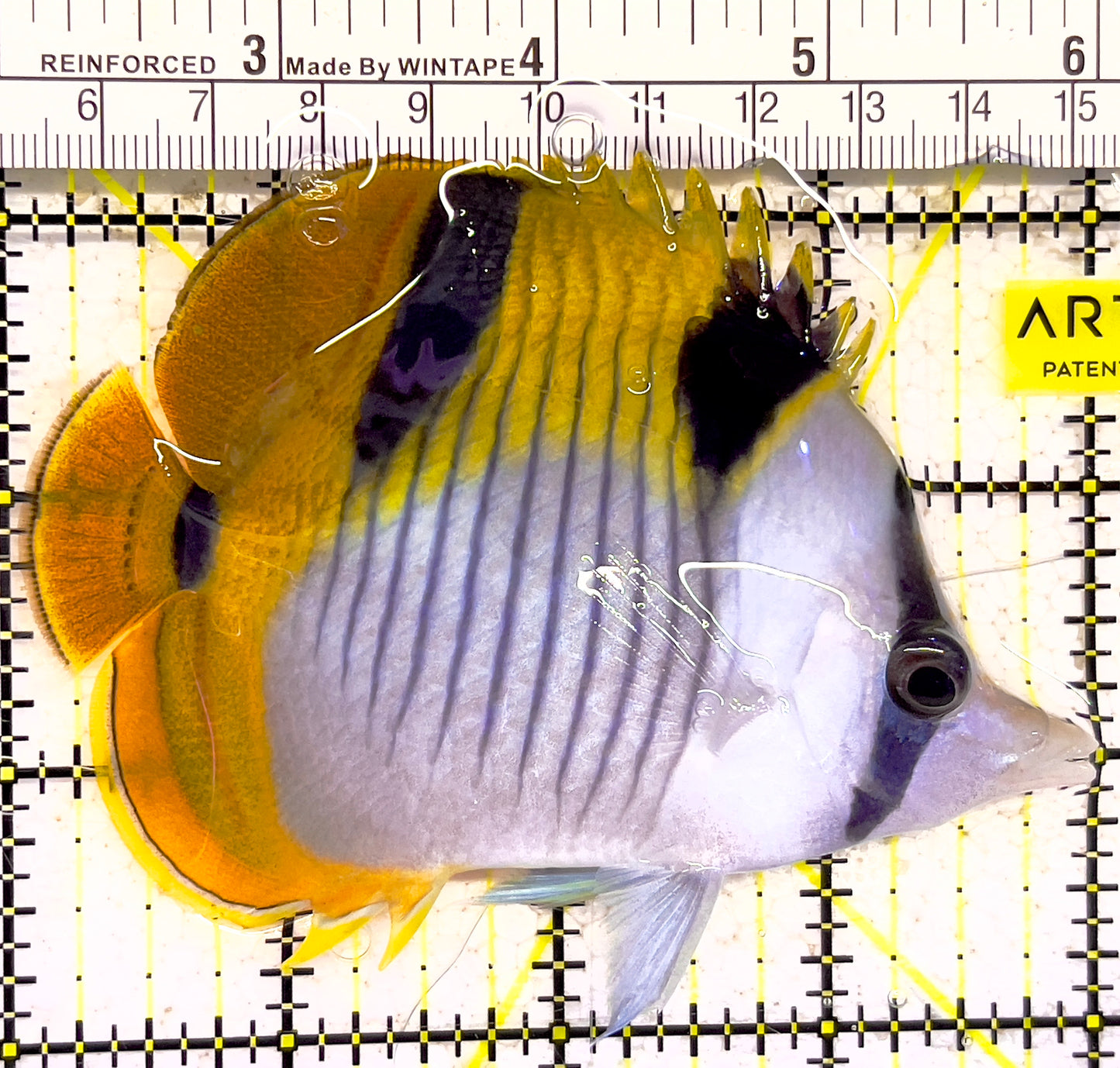 Blackwedged Butterflyfish BB030401 WYSIWYG Size: L 4" approx