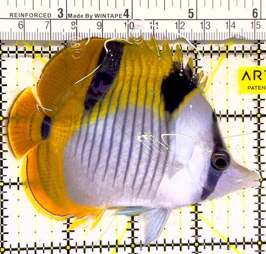 Blackwedged Butterflyfish BB030401 WYSIWYG Size: L 4" approx