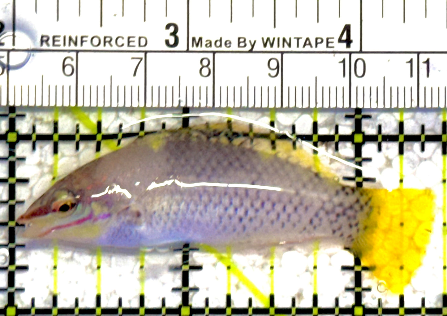 Checkerboard Wrasse CW030301 WYSIWYG Size: M 2.5" approx