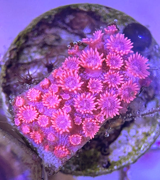 Pink Goniopora Coral (Cultured) PGC031101 WYSIWYG