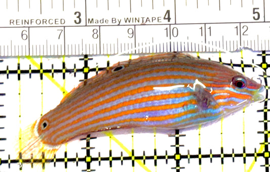 Melanurus Wrasse MW030701 WYSIWYG Size: L 2.75" approx