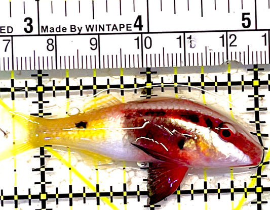 Bicolor Goatfish BG030301 WYSIWYG Size : S 2.5" approx