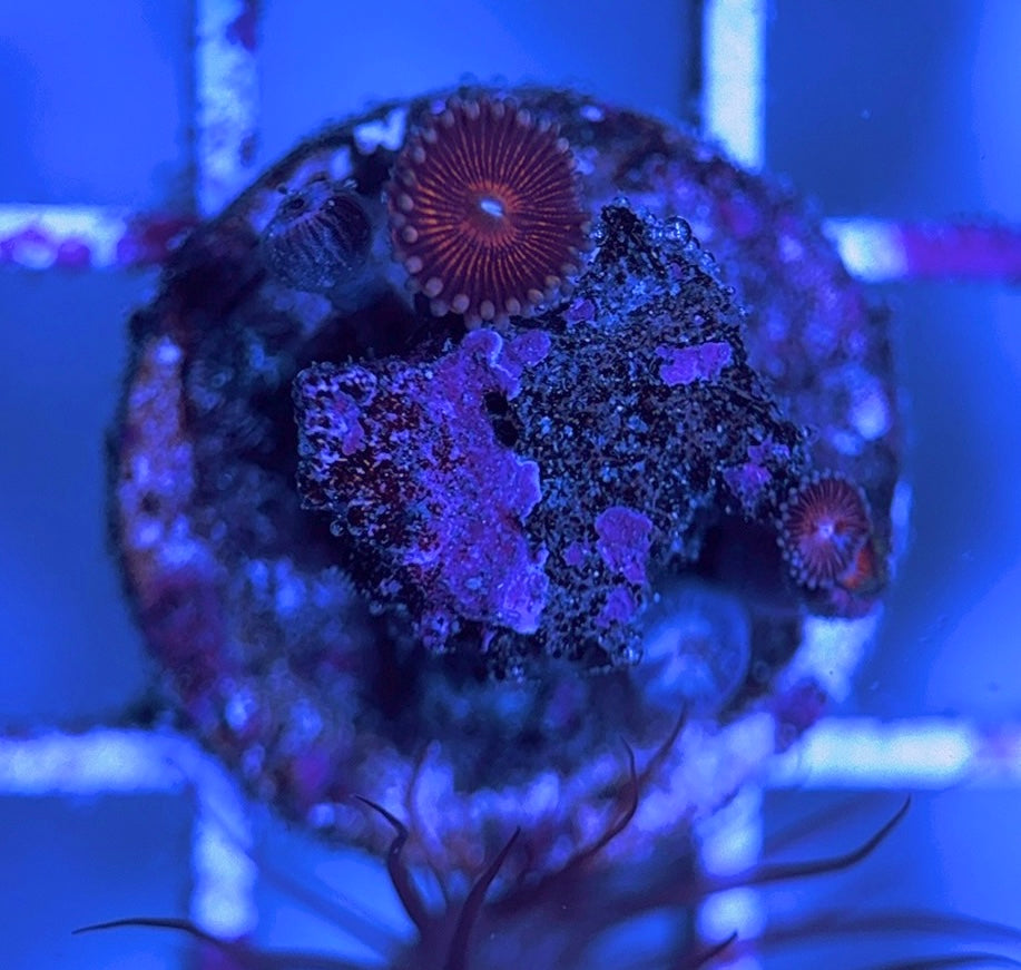 Aquacultured Zoanthids/Playthoa AZP031626 WYSIWYG