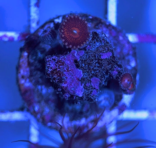 Aquacultured Zoanthids/Playthoa AZP031626 WYSIWYG