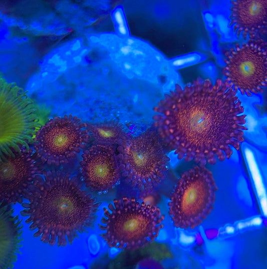 Aquacultured Zoanthids/Playthoa AZP031304 WYSIWYG