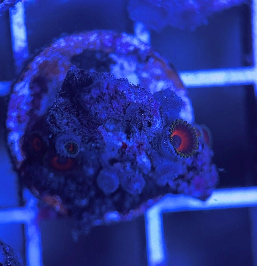 Aquacultured Zoanthids/Playthoa AZP031617 WYSIWYG