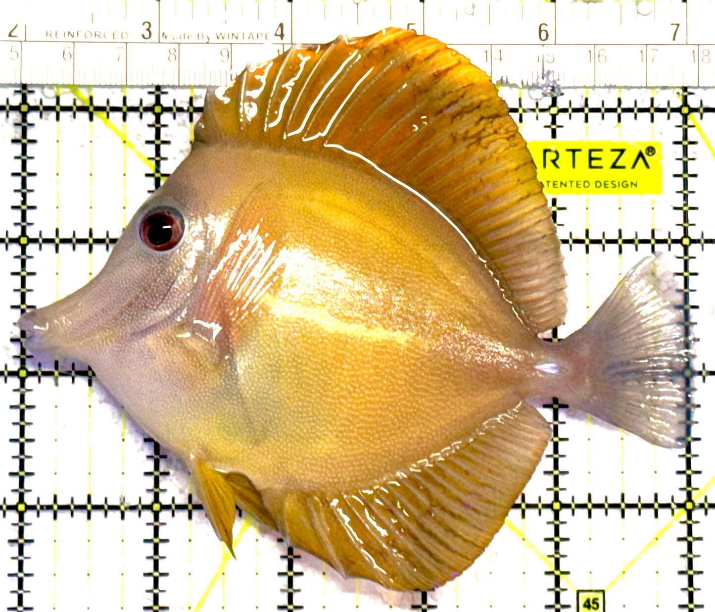 Rare Hybrid Hawaiian Tang RHHT030202 WYSIWYG Size: XXL 5"approx