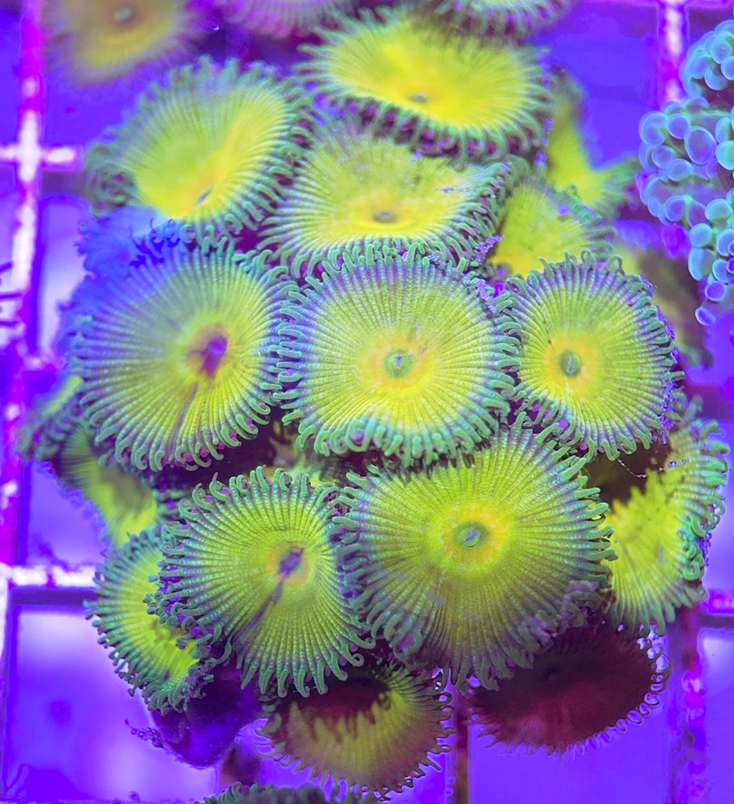 Aquacultured Zoanthids/Playthoa AZP031302 WYSIWYG