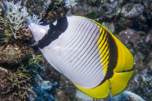 Lined Butterflyfish Size: Tiny Less than 2"