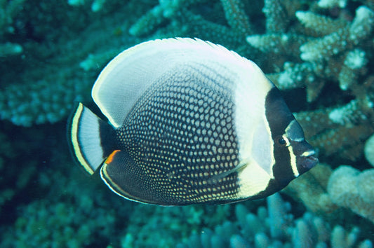 Reticulated Butterflyfish Size: M 3"to 4"