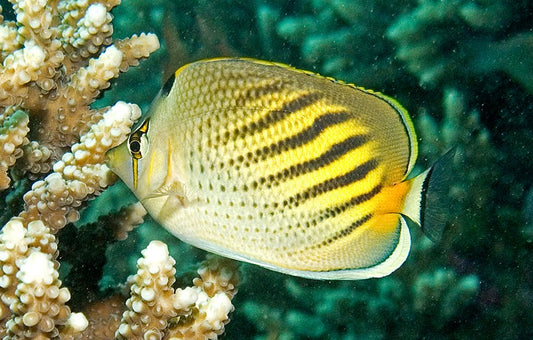 Dot Dash Butterflyfish Size: L 3" to 4"