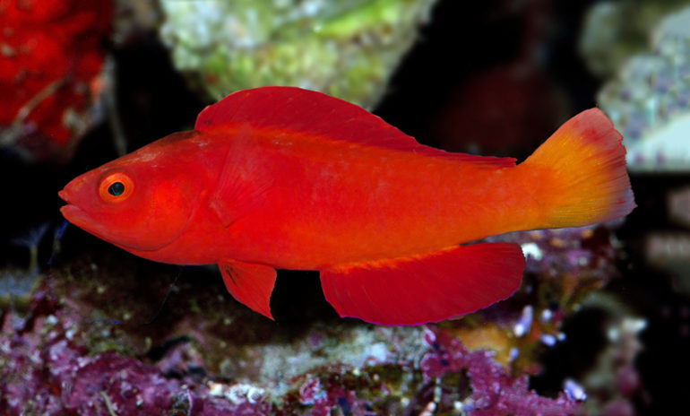 Magma Fairy Wrasse - Violet Sea Fish and Coral